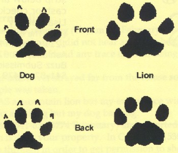 cougar tracks compared to dog tracks (image from The Buzz)
